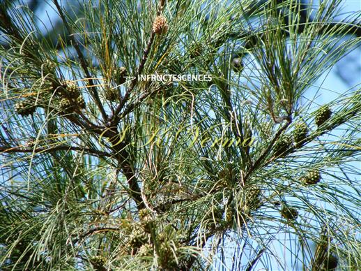  Branches bearing Infructescences